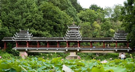 ¡Explora la Magia del Jardín Botánico de Guiyang, un Oasis de Tranquilidad en el Corazón de China!